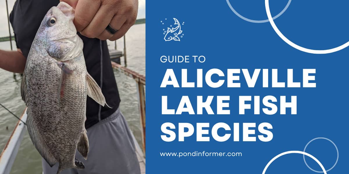 List of Fish Species in the Aliceville Lake (Updated) Pond Informer