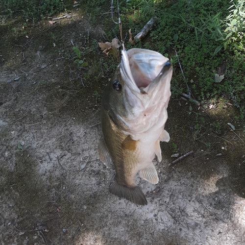 List of Fish Species in the Aliceville Lake (Updated) Pond Informer