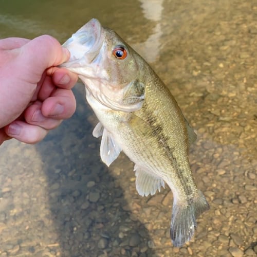 Spotted bass