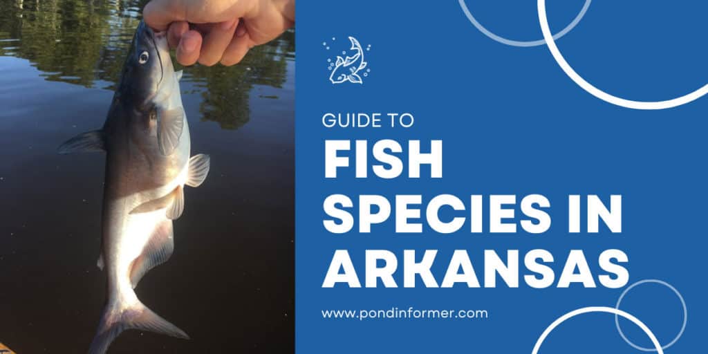 List of Freshwater Fish Species in Arkansas 2023 (ID + Pictures) Pond