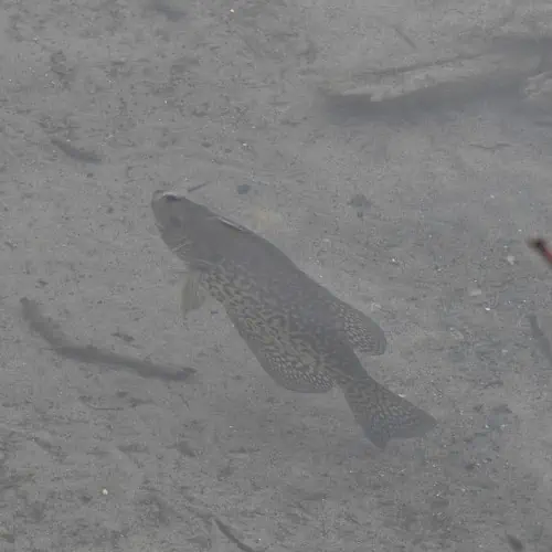 Black crappie underwater