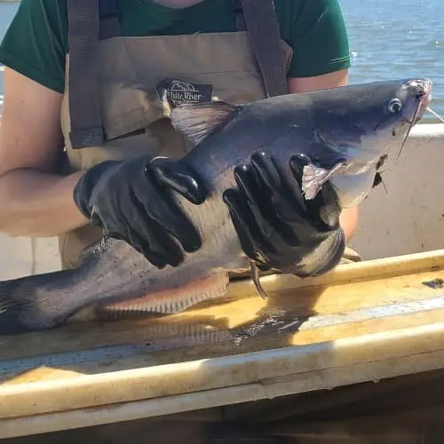 Person holding blue catfish