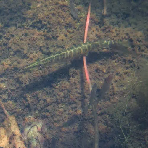 Chain pickerel underwater