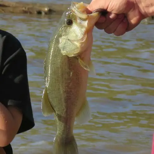 Caught largemouth bass