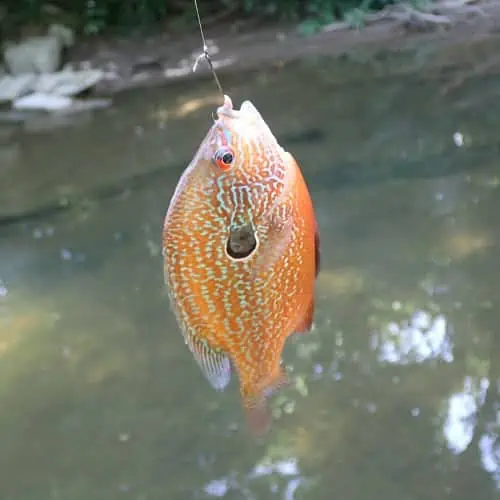 Caught longear sunfish