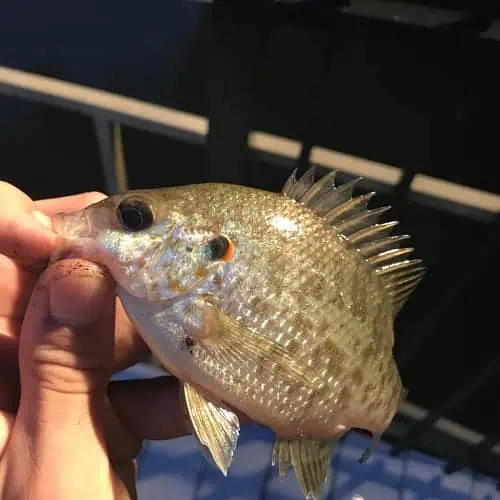 Redear sunfish
