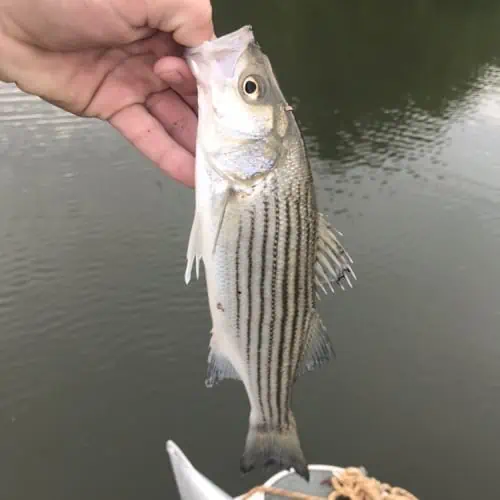 Striped bass