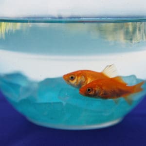 Can Goldfish Live in a Bowl? (The Facts) - Pond Informer