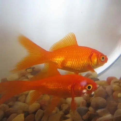 Goldfish stress