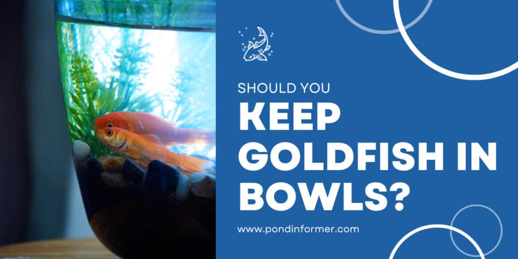Can Goldfish Live in a Bowl? [The Facts] - Pond Informer