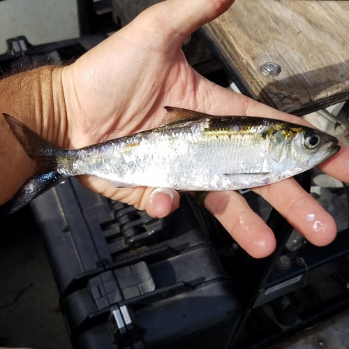 Alabama shad in hand