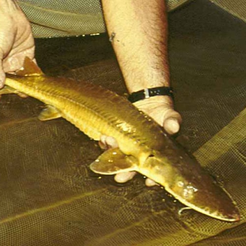 Alabama sturgeon