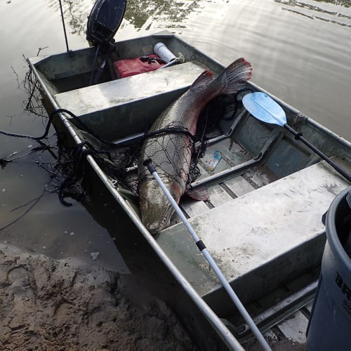 Alligator gar in boat