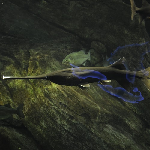 American paddlefish