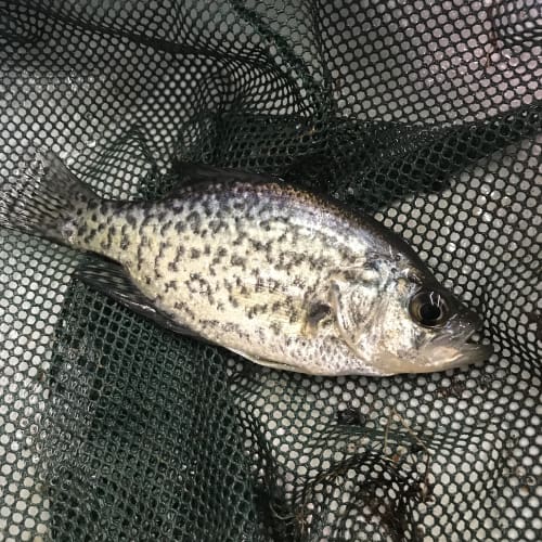 Black crappie in net