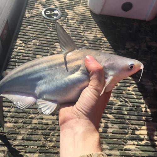 Blue catfish in hand