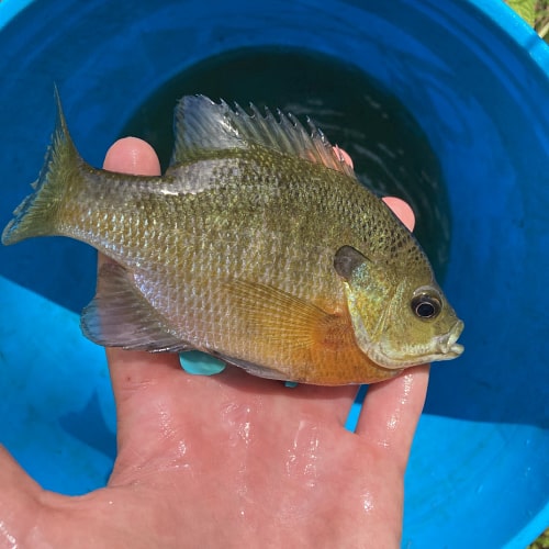 Bluegill in hand