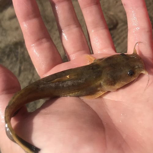 Flathead catfish in hand