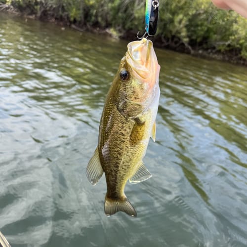 Largemouth bass