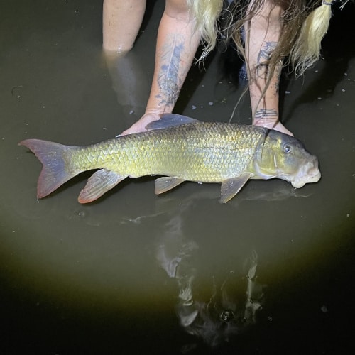 River redhorse