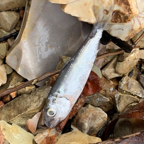 Skipjack herring