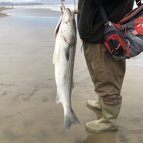 Caught striped bass
