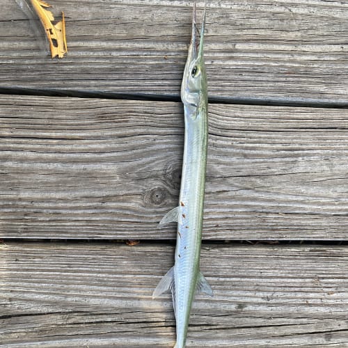 List of Fish Species in Coffeeville Lake (Updated) Pond Informer