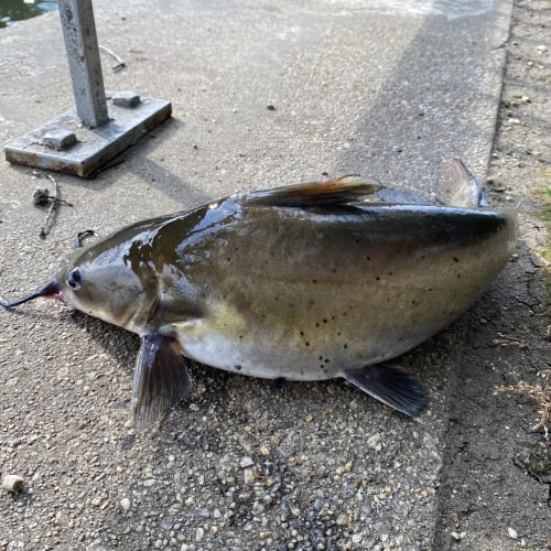 Channel catfish