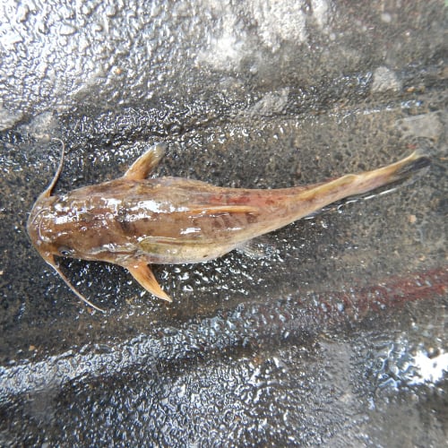 Flathead catfish