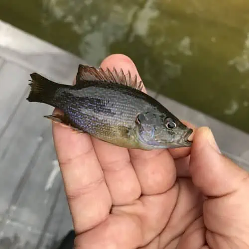 List of Fish Species in Coffeeville Lake (Updated) Pond Informer
