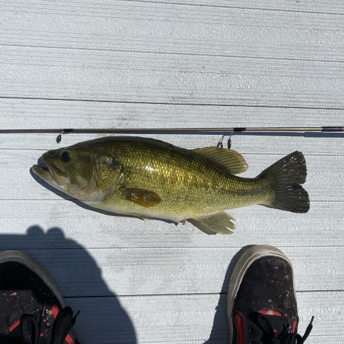 Largemouth bass