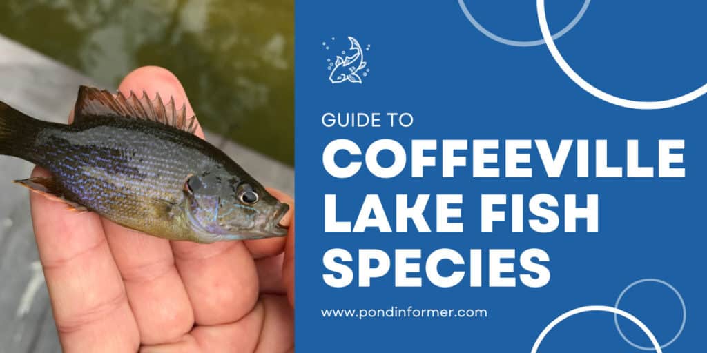 List of Fish Species in Coffeeville Lake 2023 [Updated] Pond Informer