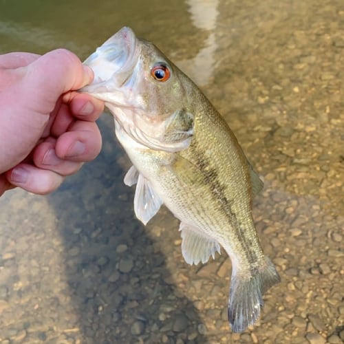 Person holding spotted bass