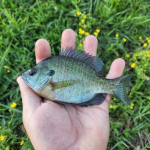 Freshwater Fish Species in Colorado (ID + Pictures) - Pond Informer