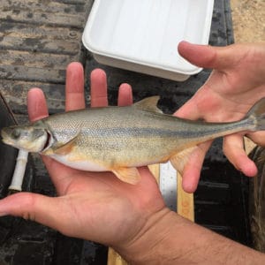 Freshwater Fish Species in Colorado (ID + Pictures) - Pond Informer