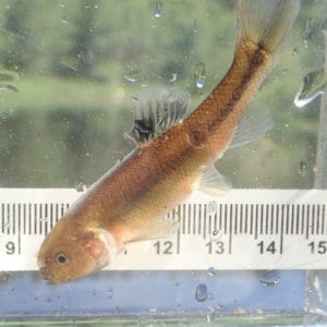 Freshwater Fish Species in Colorado (ID + Pictures) - Pond Informer