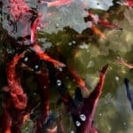 Freshwater Fish Species in Colorado (ID + Pictures) - Pond Informer