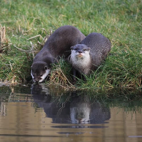 How Do Fish Get Into Lakes And Ponds? (7 Ways) Pond Informer