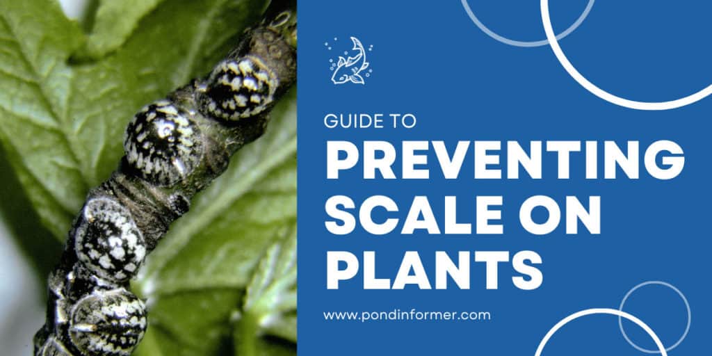 How To Prevent Scale On Plants 2023 Causes Treatments Pond Informer How to prevent scale on plants 2023 causes treatments pond informer