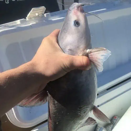 Blue catfish