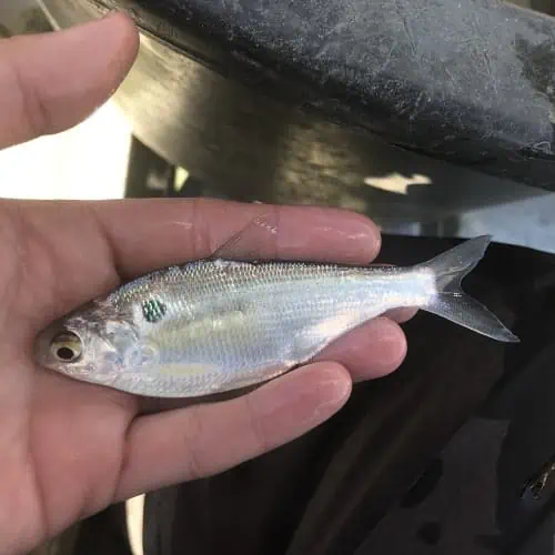 American gizzard shad