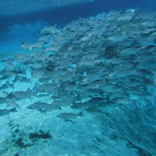 School of hybrid striped bass