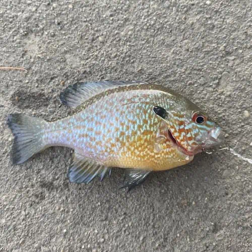 Longear sunfish