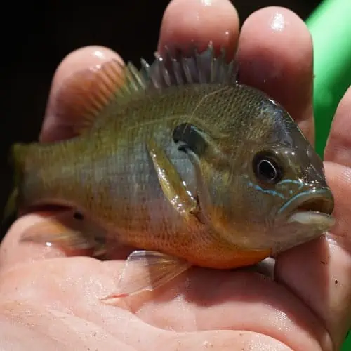 Redbreast sunfish