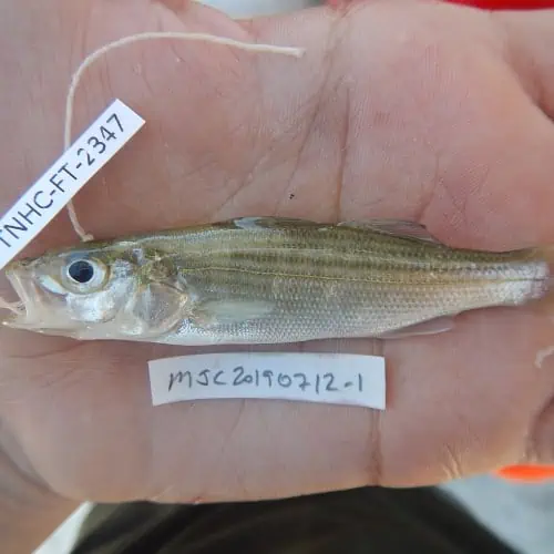Young striped bass in hand
