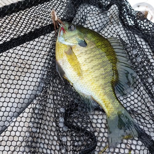 Bluegill in net