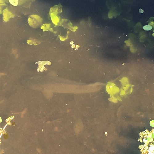 Bowfin in lake