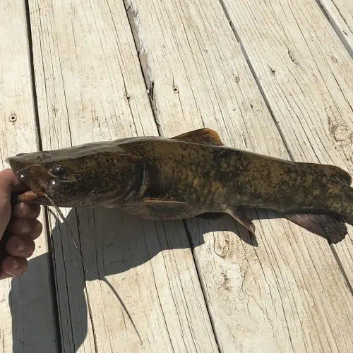 List of Fish Species in Logan Martin Lake 2024 [Updated] - Pond Informer