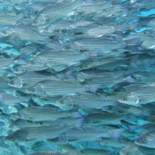 School of hybrid striped bass