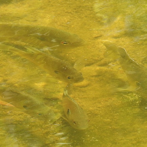 Group of longear sunfish